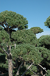 Poodle Dwarf Scotch Pine (Pinus sylvestris 'Poodle') at Hunniford Gardens