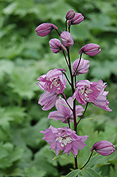 Magic Fountains Lilac Pink Larkspur (Delphinium 'Magic Fountains Lilac Pink') at Hunniford Gardens