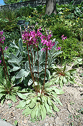 Aphrodite Shooting Star (Dodecatheon 'Aphrodite') at Hunniford Gardens
