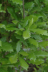 Regal Prince English Oak (Quercus 'Regal Prince') at Hunniford Gardens