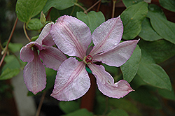 Margaret Hunt Clematis (Clematis 'Margaret Hunt') at Hunniford Gardens