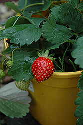 Kent Strawberry (Fragaria 'Kent') at Hunniford Gardens