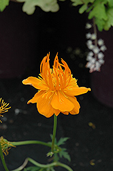 Superbus Globeflower (Trollius europaeus 'Superbus') at Hunniford Gardens