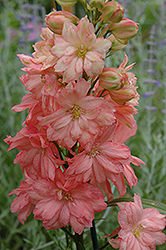 Princess Caroline Larkspur (Delphinium 'Princess Caroline') at Hunniford Gardens