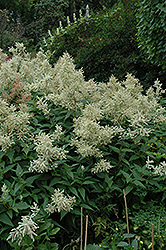 White Fleeceflower (Persicaria polymorpha) at Hunniford Gardens