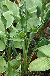 Praying Hands Hosta (Hosta 'Praying Hands') at Hunniford Gardens