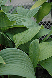 T-Rex Hosta (Hosta 'T-Rex') at Hunniford Gardens