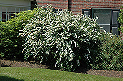 Renaissance Spirea (Spiraea x vanhouttei 'Renaissance') at Hunniford Gardens