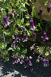 Rooguchi Clematis (Clematis 'Rooguchi') at Hunniford Gardens