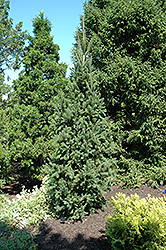Columnar Norway Spruce (Picea abies 'Cupressina') at Hunniford Gardens