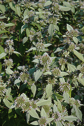 Hoary Mountain Mint (Pycnanthemum incanum) at Hunniford Gardens