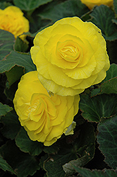 Nonstop Yellow Begonia (Begonia 'Nonstop Yellow') at Hunniford Gardens
