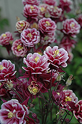 Winky Double Red And White Columbine (Aquilegia 'Winky Double Red And White') at Hunniford Gardens