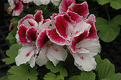 Elegance Royalty White Geranium (Pelargonium 'Elegance Royalty White') at Hunniford Gardens