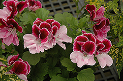 Elegance Purple Majesty Geranium (Pelargonium 'Elegance Purple Majesty') at Hunniford Gardens