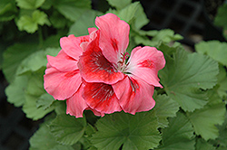 Elegance Cherry Blush Geranium (Pelargonium 'Elegance Cherry Blush') at Hunniford Gardens