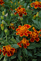 Durango Flame Marigold (Tagetes patula 'Durango Flame') at Hunniford Gardens