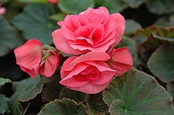Solenia Light Pink Begonia (Begonia x hiemalis 'Solenia Light Pink') at Hunniford Gardens