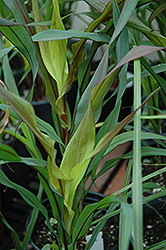 Purple Majesty Millet (Pennisetum glaucum 'Purple Majesty') at Hunniford Gardens