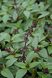 Thai Basil (Ocimum basilicum 'Horapha') at Hunniford Gardens