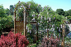 Summer Cascade Wisteria (Wisteria macrostachya 'Betty Matthews') at Hunniford Gardens