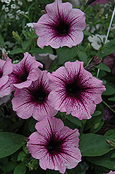Supertunia Bordeaux Petunia (Petunia 'Supertunia Bordeaux') at Hunniford Gardens