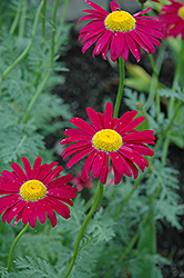 Robinson's Red Painted Daisy (Tanacetum coccineum 'Robinson's Red') at Hunniford Gardens