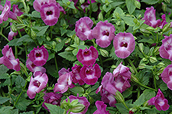 Summer Wave Large Amethyst Torenia (Torenia 'Summer Wave Large Amethyst') at Hunniford Gardens