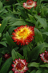 Dreamtime Jumbo Red Ember Strawflower (Bracteantha bracteata 'Dreamtime Jumbo Red Ember') at Hunniford Gardens