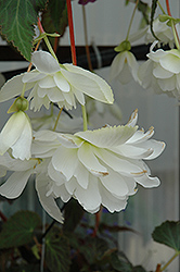 Illumination White Begonia (Begonia 'Illumination White') at Hunniford Gardens