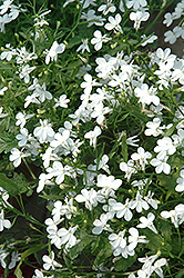 Regatta White Lobelia (Lobelia erinus 'Regatta White') at Hunniford Gardens