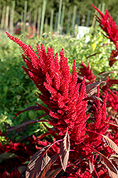 Velvet Curtains Amaranthus (Amaranthus caudatus 'Velvet Curtains') at Hunniford Gardens