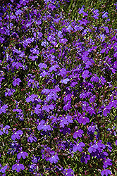 Regatta Midnight Blue Lobelia (Lobelia erinus 'Regatta Midnight Blue') at Hunniford Gardens