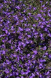 Techno Dark Blue Lobelia (Lobelia erinus 'Techno Dark Blue') at Hunniford Gardens