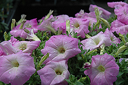 Madness Lilac Petunia (Petunia 'Madness Lilac') at Hunniford Gardens