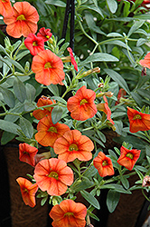 Superbells Dreamsicle Calibrachoa (Calibrachoa 'INCALDRSIM') at Hunniford Gardens