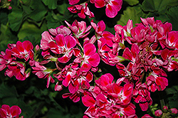 Savannah Hot Pink Sizzle Geranium (Pelargonium 'Savannah Hot Pink Sizzle') at Hunniford Gardens