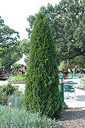Emerald Green Arborvitae (Thuja occidentalis 'Smaragd') at Hunniford Gardens
