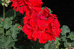 Savannah Dark Red Geranium (Pelargonium 'Savannah Dark Red') at Hunniford Gardens