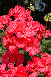 Fantasia Flamingo Rose Geranium (Pelargonium 'Fantasia Flamingo Rose') at Hunniford Gardens