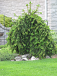 Weeping Norway Spruce (Picea abies 'Pendula') at Hunniford Gardens
