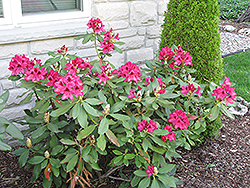 Nova Zembla Rhododendron (Rhododendron 'Nova Zembla') at Hunniford Gardens
