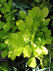 Golden Spirit Smokebush (Cotinus coggygria 'Golden Spirit') at Hunniford Gardens