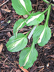 Medium Sized Variegated Hosta (Hosta undulata 'Mediovariegata') at Hunniford Gardens