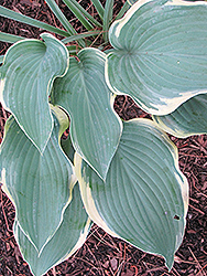 Regal Splendor Hosta (Hosta 'Regal Splendor') at Hunniford Gardens