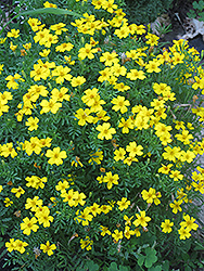 Lemon Gem Marigold (Tagetes tenuifolia 'Lemon Gem') at Hunniford Gardens