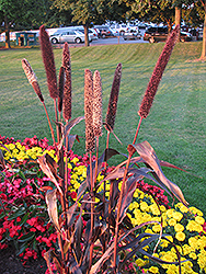 Purple Majesty Millet (Pennisetum glaucum 'Purple Majesty') at Hunniford Gardens