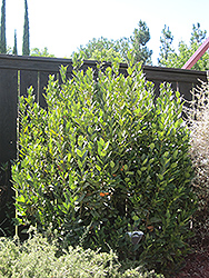Sweet Bay (shrub form) (Laurus nobilis '(shrub form)') at Hunniford Gardens