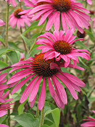 Ruby Star Coneflower (Echinacea purpurea 'Rubinstern') at Hunniford Gardens