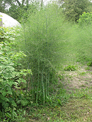 Asparagus (Asparagus officinalis) at Hunniford Gardens